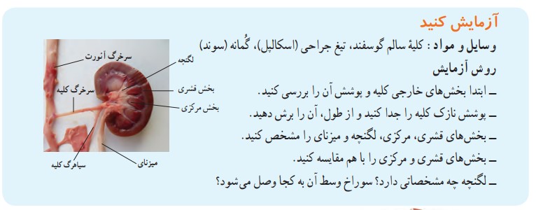 آزمایش کنید صفحه 128 علوم هفتم
