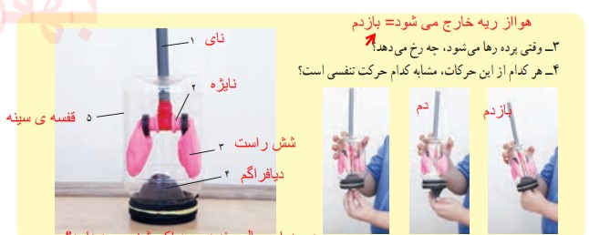 فعالیت صفحه 125 علوم هفتم