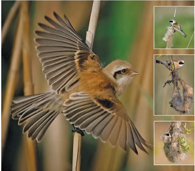 جواب صفحه ۷۱ علوم دوم دبستان