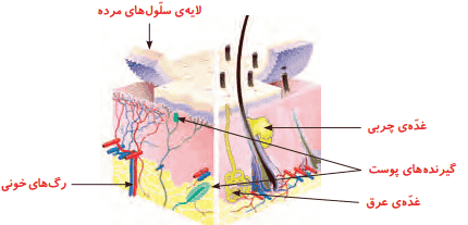 جواب گفت‌وگو صفحه ۵۹ علوم پنجم ابتدایی